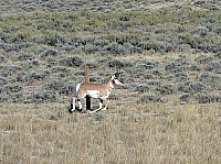 sur la route vers Pinedale (15).JPG